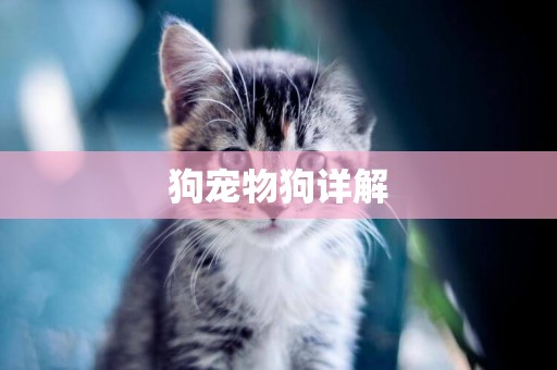 狗寵物狗詳解
