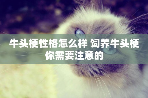 牛頭梗性格怎么樣 飼養牛頭梗你需要注意的