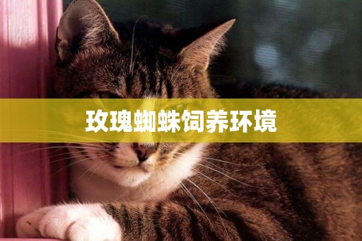 玫瑰蜘蛛飼養環境