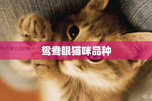 鴛鴦眼貓咪品種