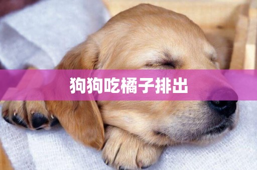 狗狗吃橘子排出