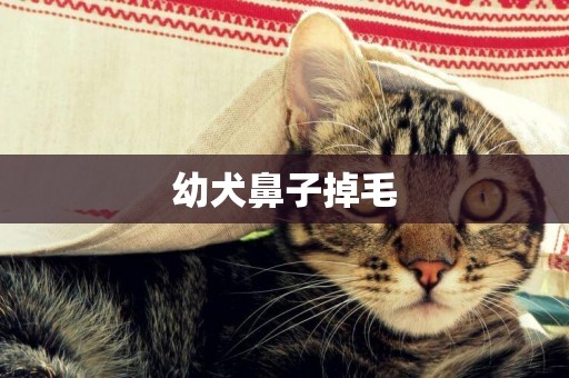 幼犬鼻子掉毛