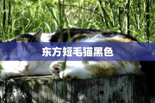 東方短毛貓黑色