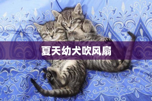 夏天幼犬吹風扇