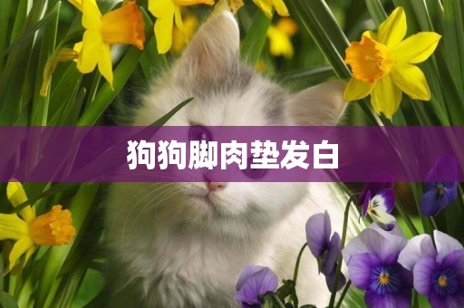 狗狗腳肉墊發白