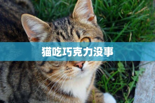 貓吃巧克力沒事