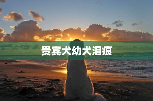 貴賓犬幼犬淚痕