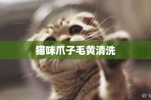 貓咪爪子毛黃清洗
