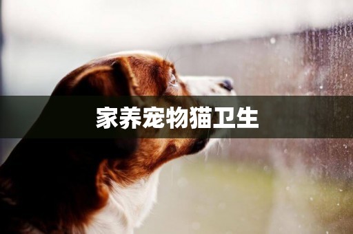 家養寵物貓衛生