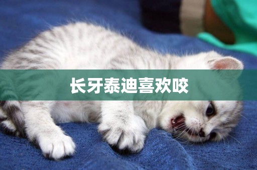 長牙泰迪喜歡咬