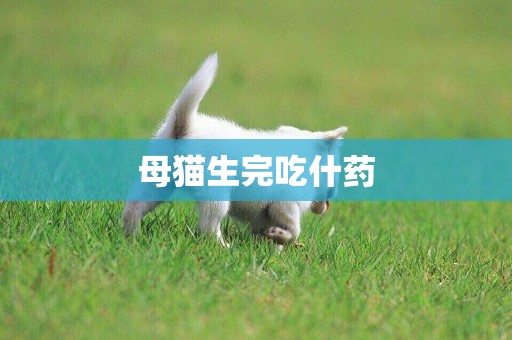 母貓生完吃什藥