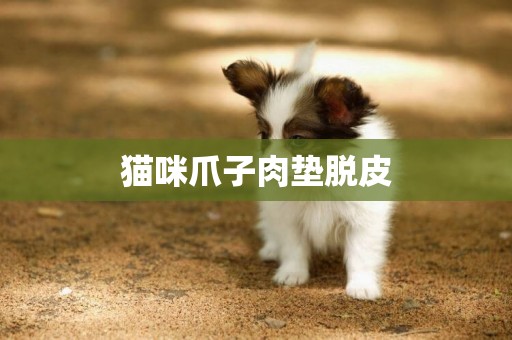 貓咪爪子肉墊脫皮