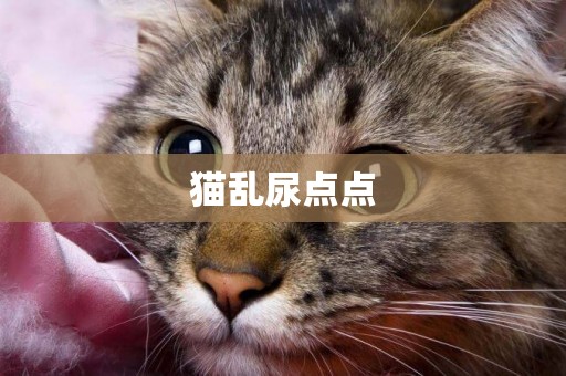 貓亂尿點點