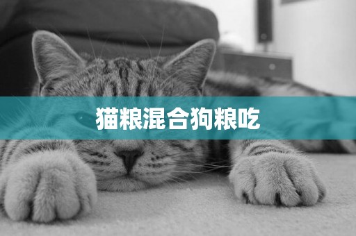 貓糧混合狗糧吃