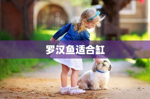 羅漢魚適合缸