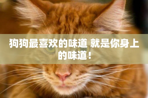 狗狗最喜歡的味道 就是你身上的味道！