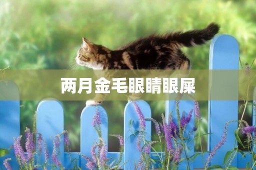 兩月金毛眼睛眼屎