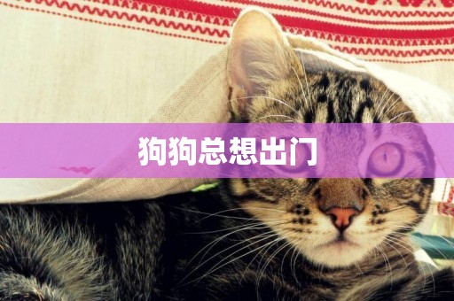 狗狗總想出門