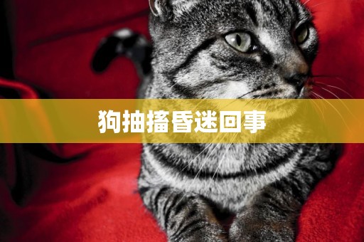 狗抽搐昏迷回事