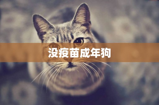 沒疫苗成年狗