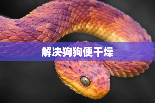 解決狗狗便干燥