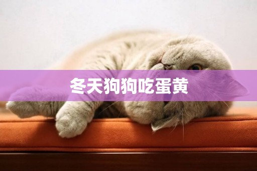 冬天狗狗吃蛋黃