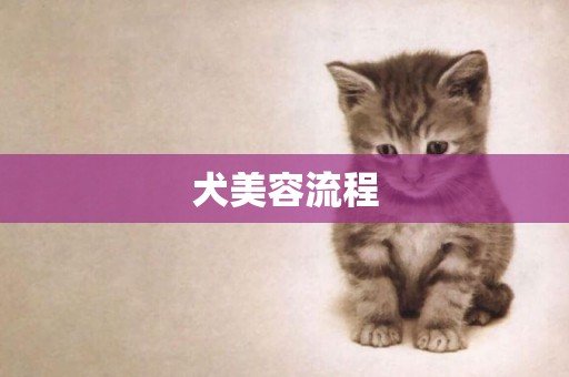 犬美容流程