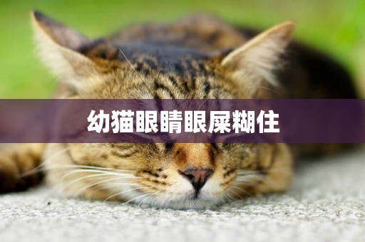 幼貓眼睛眼屎糊住