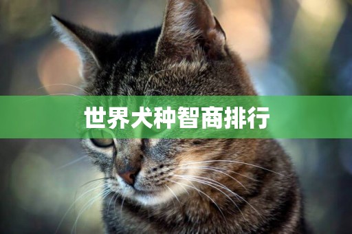 世界犬種智商排行