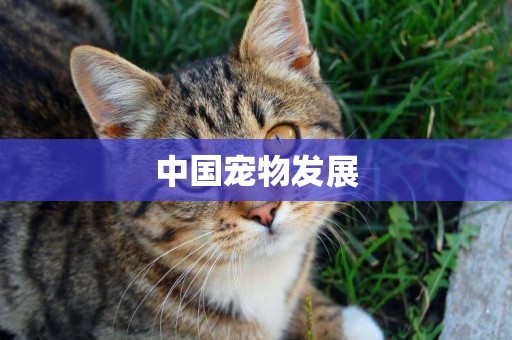 中國寵物發展