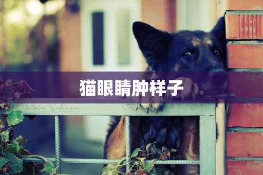 貓眼睛腫樣子