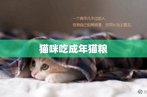 貓咪吃成年貓糧