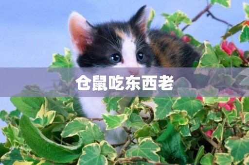 倉鼠吃東西老