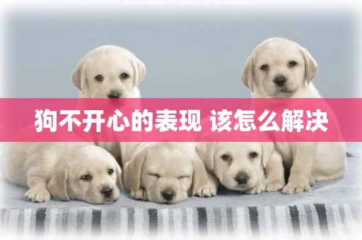 狗不開心的表現 該怎么解決