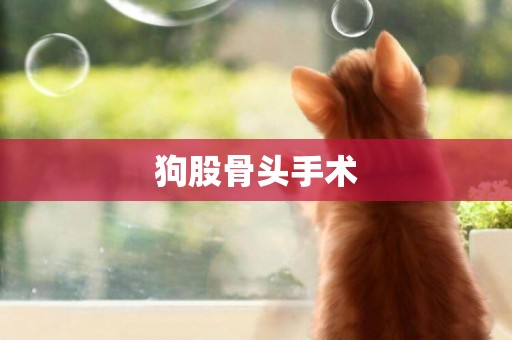 狗股骨頭手術