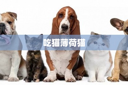 吃貓薄荷貓
