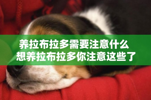 養拉布拉多需要注意什么 想養拉布拉多你注意這些了嗎