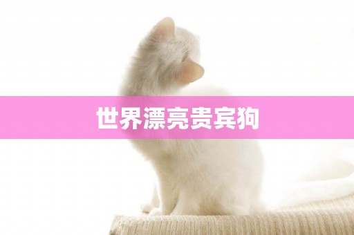 世界漂亮貴賓狗