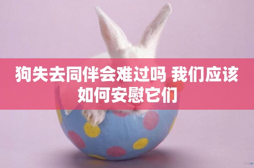 狗失去同伴會難過嗎 我們應該如何安慰它們