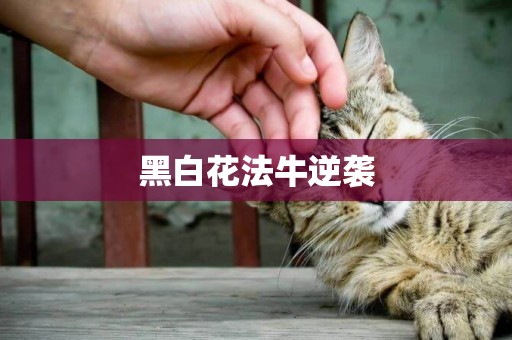 黑白花法牛逆襲