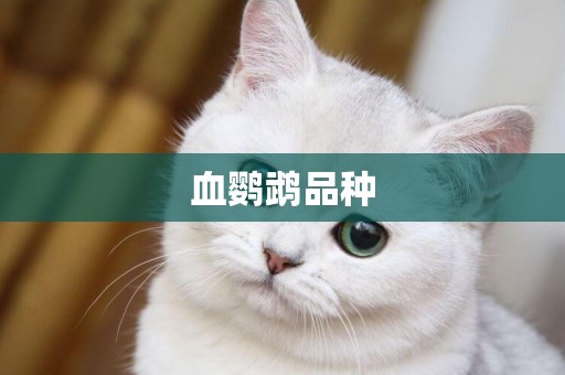 血鸚鵡品種