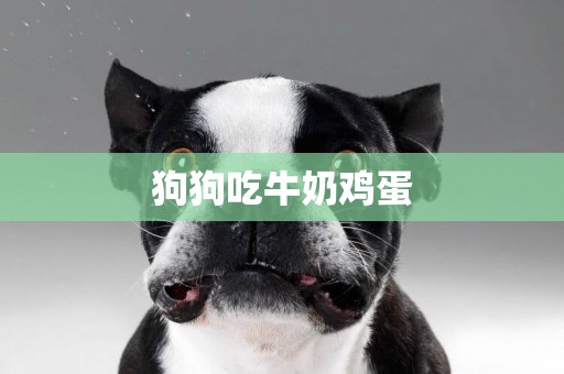 狗狗吃牛奶雞蛋