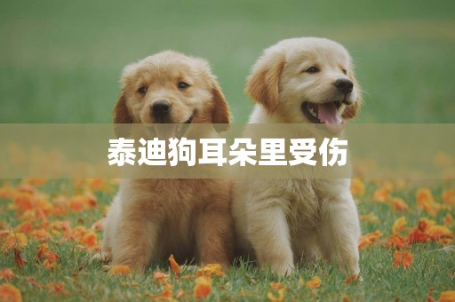 泰迪狗耳朵里受傷
