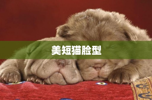 美短貓臉型