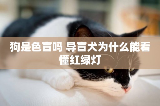狗是色盲嗎 導盲犬為什么能看懂紅綠燈