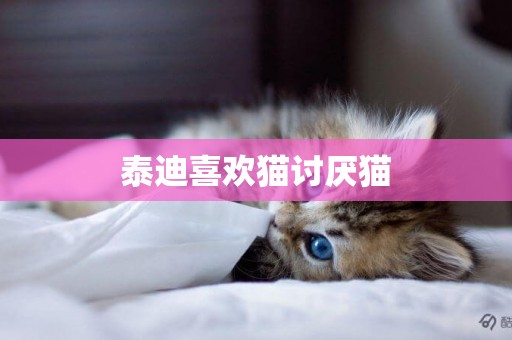 泰迪喜歡貓討厭貓