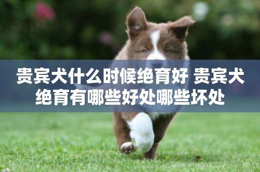 貴賓犬什么時候絕育好 貴賓犬絕育有哪些好處哪些壞處