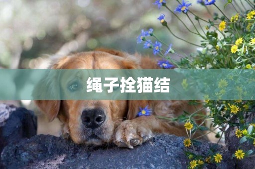 繩子拴貓結