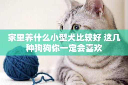 家里養什么小型犬比較好 這幾種狗狗你一定會喜歡