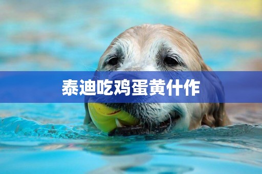 泰迪吃雞蛋黃什作